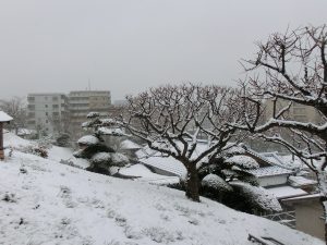 Scenery of snow falling on a tree