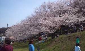 土手を這うように張る枝に花をつける桜