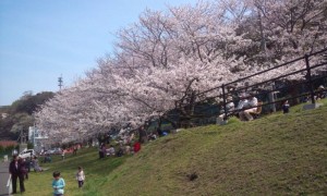 青空に映える桜花