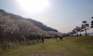 咲きほこる桜並木と松並木