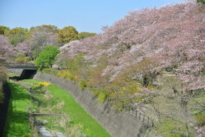 涸れ川両岸　桜の丘の残花