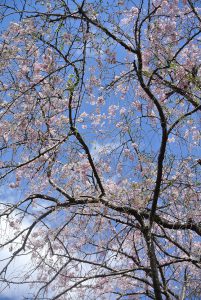 ふれあい広場　枝垂れ桜