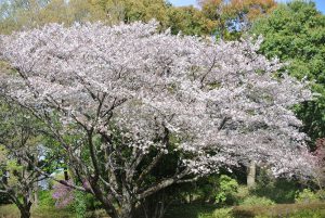 「みんなの原っぱ」手前　満開の桜