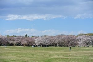 桜の園全景