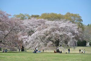 桜の園　満開の桜