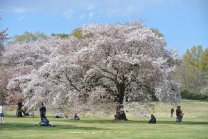 桜の園　満開の桜