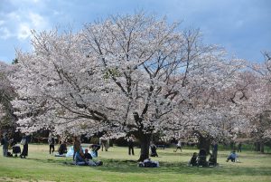 桜の園　満開の桜