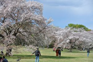 桜の園　満開の桜