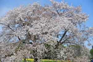 桜の園　満開の桜