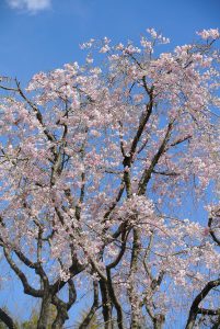 日本庭園　枝垂れ桜