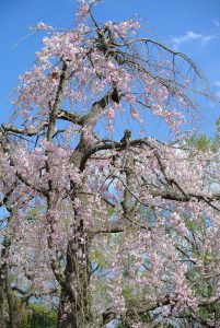 日本庭園　枝垂れ桜