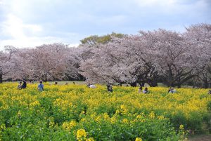 東花畑　菜の花とバックで咲き誇る桜花