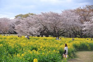 東花畑　菜の花とバックで咲き誇る桜花