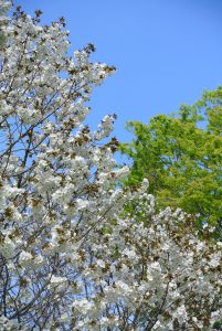 東花畑近辺　白く咲き誇る山桜