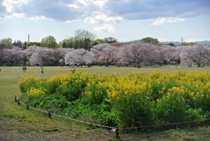 東花畑　桜の園を望む