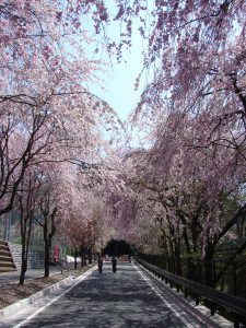 徳山の枝垂れ桜